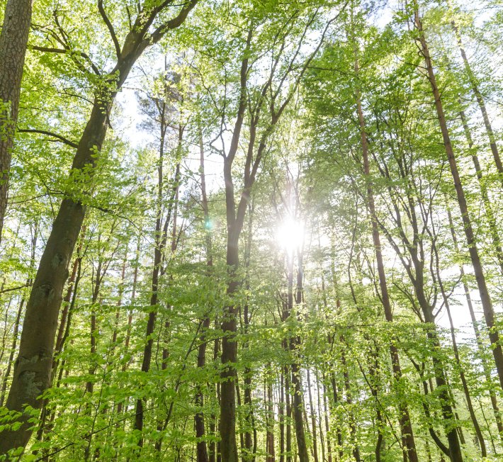 Trees and forest